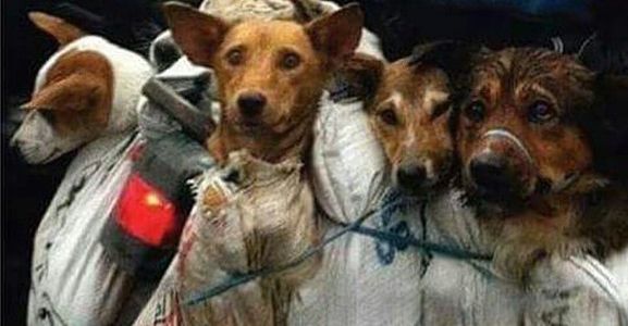 Some dogs have been saved from the slaughterhouses today in Yulin, China. 